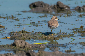 Fototapeta premium Charadrius dubius - Prundaras gulerat mic - Little ringed plover