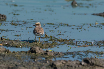 Charadrius dubius - Prundaras gulerat mic - Little ringed plover