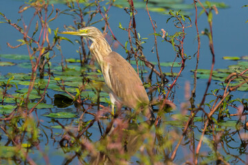 Ardeola ralloides - Starc galben - Squacco heron