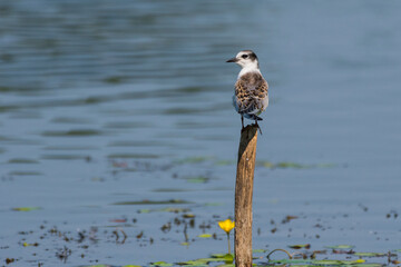Chlidonias hybrida - Chirighiţă cu obraz alb - Whiskered tern (Juvenil)