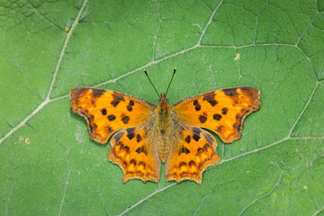 A comma butterfly sitting on a green leaf