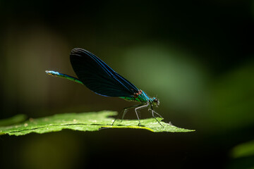 A male beautiful demoiselle damselfly resting on a leaf