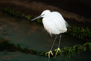 A little egret sitting on a rusty chain fishing