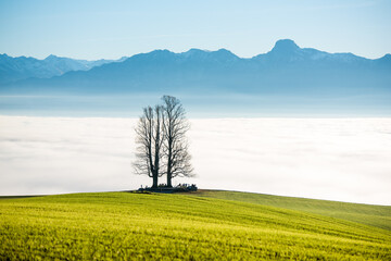 Fototapeta na wymiar single tilia tree on Ballenbühl above autumn fog in Emmental