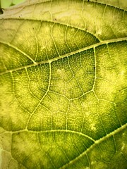 Macro shot of green leaf