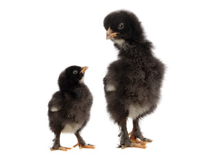 little chicken looks at the big one isolated on white background