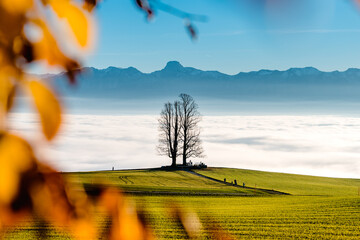 single tilia tree framed by autumn leaves with Stockhorn range in the background