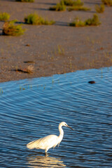 Camargue, Provence, France