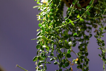 A hanging-grown fennel grass, green plant close-up