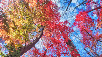 カラフルなもみじの紅葉 / Autumn Maple