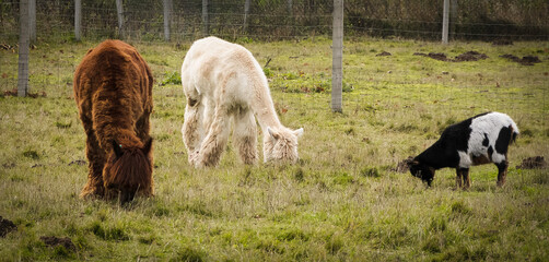 Alpacas grazing with a young goat. © Adam