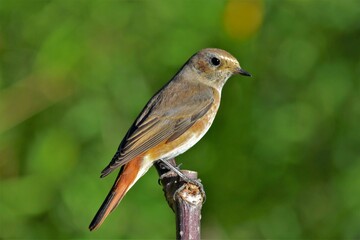 Fototapeta premium Rougequeue à front blanc (Phoenicurus phoenicurus), Neuchâtel, Suisse.