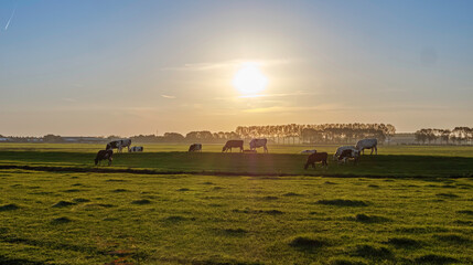 Cows on an autumn morning in the hamlet of Ofwegen in the municipality of Kaag en Braassem. Kaag en...