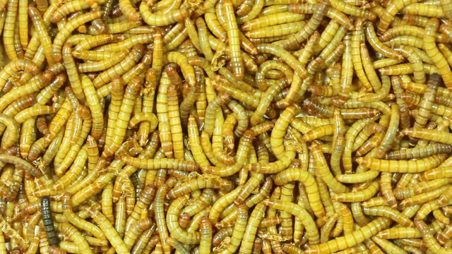 worm Larvae of insects