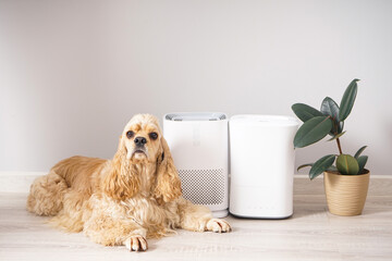 Cute dog in the room with modern humidifier and air purifier. - obrazy, fototapety, plakaty