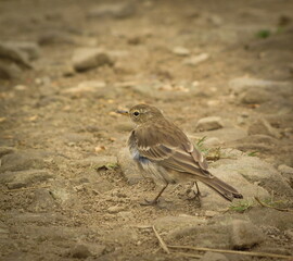 Siwerniak (Anthus spinoletta) on the Bieszczady trails.