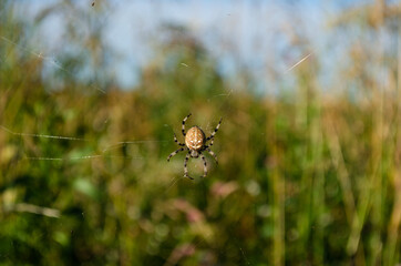 spider on the web