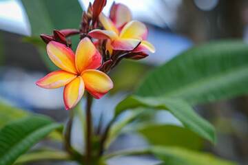 frangipani plumeria flower