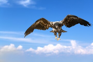 Beautiful black wild Eagle flying