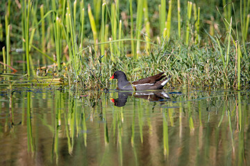 great crested grebe