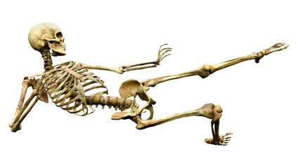 3D Rendering Human Skeleton on White