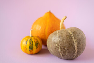Three different colorful pumpkins on a pink background.