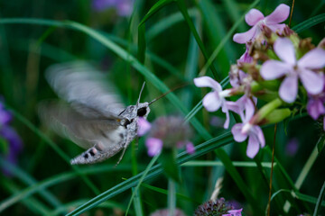 A hawkmoth during a flight at a flower in the evening