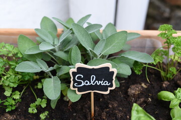 erbe aromatiche salvia 