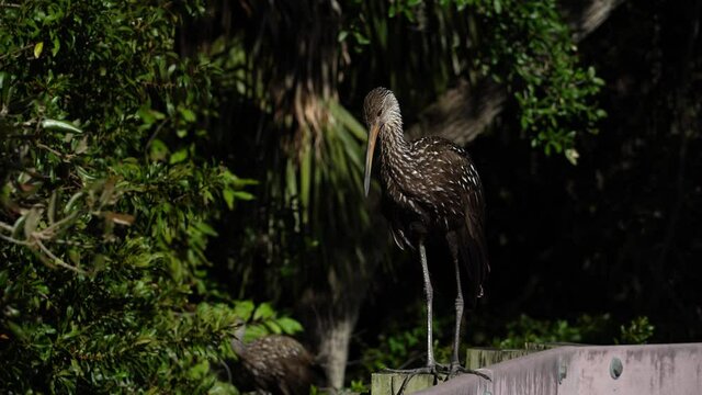 Florida Limpkin waterfowl, brown with white spots, making bird call click at tropical pond; looks at the sky