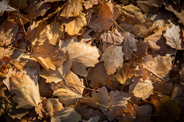 autumn leaves on the ground