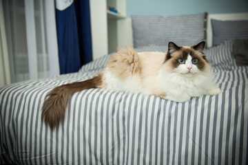 Young beautiful purebred Ragdoll cat at home