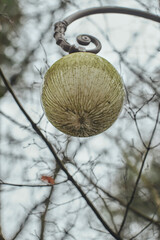 A decorative street lamp placed in a public park is encroached upon by a canopy of leaves from a...