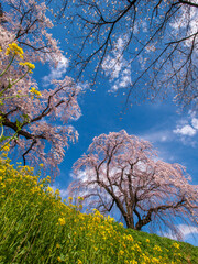 桜と菜の花