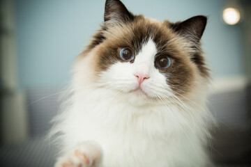 Young beautiful purebred Ragdoll cat at home