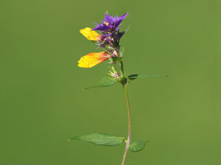 Night and day wild flower an a meadow, Melampyrum nemorosum