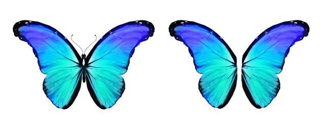 Color Morpho butterfly and wings, isolated on the white background