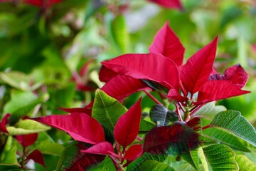 ポインセチア