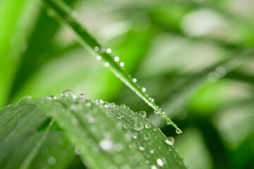 A closeup of water drops on green leaf after raindrops