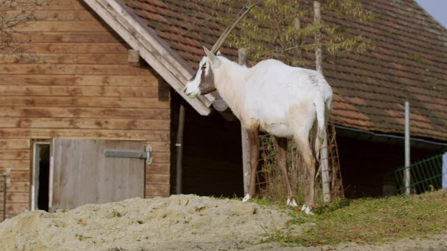 antilope cervicapra standing at zoo