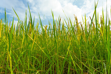 Obraz premium Rice crop in the sunshine 