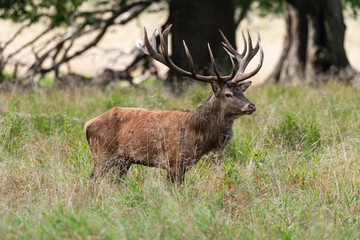 Cerf élaphe, cervus elaphus