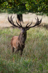 Cerf élaphe, cervus elaphus