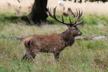 Cerf élaphe, cervus elaphus