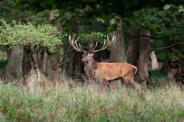 Cerf élaphe, cervus elaphus
