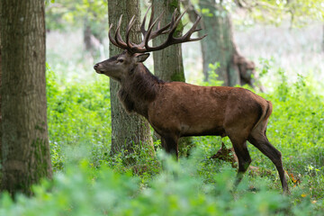 Cerf élaphe, cervus elaphus