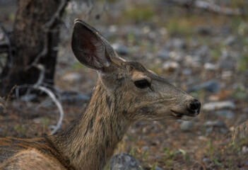 Cerf mulet, Odocoileus hemionus, Parc national du Yellowstone, USA