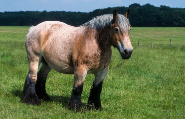 Cheval Ardennais, cheval de trait