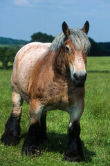 Cheval Ardennais, cheval de trait