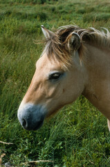 Obraz premium Cheval, race Henson, Baie de Somme, 80, Somme