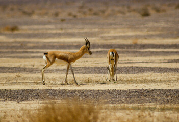 Gazelle dorcas, Gazella dorcas, désert , Israel